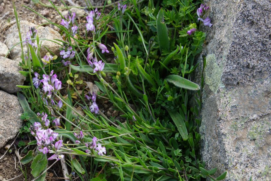 Polygala padulae / Poligala di Padula